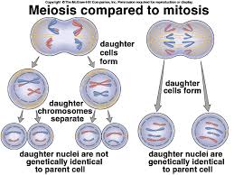 Each is further subdivided into prophase, metaphase, anaphase and. Difference Between Mitosis And Meiosis Agbelepawo