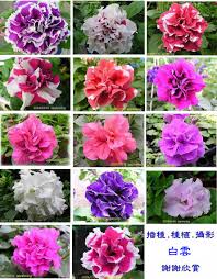 Go big or go home, right!?! Double Petunia Seeds For Sale Buy Double Petunia Seeds Wave Petunia Wave Petunia Seeds For Sale Product On Alibaba Com