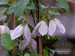 We did not find results for: Clematis Cirrhosa Var Balearica Freckles From Burncoose Nurseries