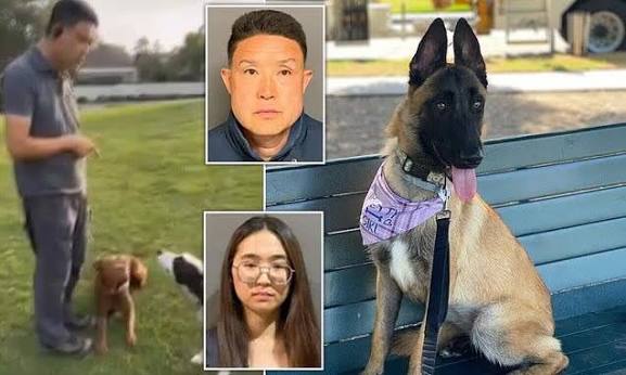 An Orange County dog trainer was convicted for the deaths of 11 dogs under his  care and cremating their bodies to cover up their cause of death. Details:  https://ktla.com/news/california/orange-county-dog-trainer -convicted-killing-11-dogs/