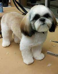 Read on to learn about the top six haircuts that can make your pet look and feel. Shih Tzu Haircut Photos Novocom Top