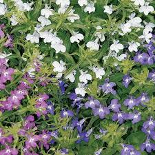 Image result for Lobelia thermalis