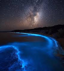 Contrary to their name, they are actually quite peaceful and social. 8 Things To Do In Tasmania After Dark For Night Owls Like Ghost Tours Glow In The Dark Beaches