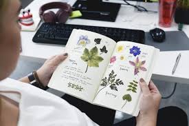 If the bloom is globe shaped, you can cut it in half so that it's easier to press. How To Press Flowers The Old Farmer S Almanac
