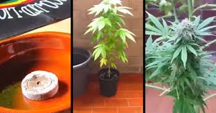 Maybe you would like to learn more about one of these? Trippy 1 Minute Time Lapse Of A Marijuana Plant From Seed Until Harvest Ftw Video