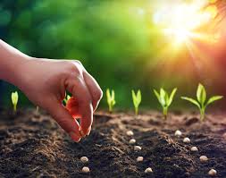Pour que les poivrons poussent correctement, vous devez les arroser, vous assurer qu'ils sont exposés au soleil plusieurs heures par jour et les fertiliser, si possible. Que Planter En Mars