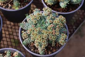 Image result for Euphorbia ramulosa
