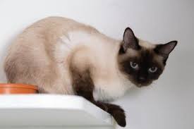 Catalie - Domestic Short Hair Siamese Cat For Adoption In Ashland Wisconsin Cat Adoption Domestic Short Hair Cats