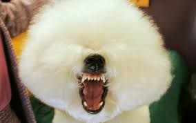 Everything is fine and fun, when suddenly, with my dog has a problem. Angry Dog Angry Dog Dogs Angry Animals