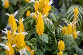 Image result for Sclerochiton ilicifolius