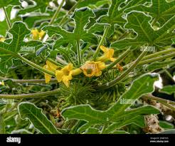 Image result for Pedaliaceae