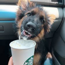 Be made of plastic containing epi technology, built strong, leak proof. You Can Eat With Your Dog At Any Of These Chain Restaurants Eatingwell