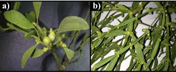 Image result for Viscaceae