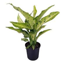 Buy Dieffenbachia Camouflage Dumb Cane Free Shipping Over 100 In 2020 Plants Variegated Plants Potted Plants Outdoor