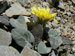Image result for Crepis urundica