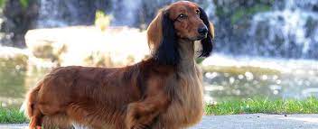 Minimum of 4 dogs earning titles. Dachshund Dog Breed Profile Petfinder