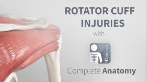 The shoulder is made up of two joints, the acromioclavicular joint and the glenohumeral joint. Rotator Cuff Injuries Complete Anatomy Youtube
