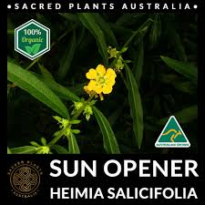 Image result for Heimia