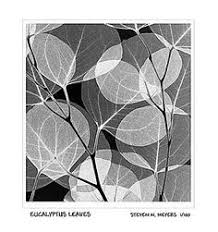 For our full list & more information, click here. 10 Xray Leaves Ideas Xray Art Art Leaves