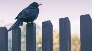 We supply a lot of cedar fencing to property developers who are building new houses, they invest in better quality fencing because it has. Tips Archives Page 2 Of 2 Family Fence Company Of Florida Inc