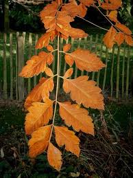 File Koelreuteria Paniculata Autumn Colour Jpg Cottage Garden Plants Plants Plant Leaves