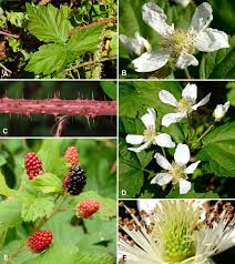 Image result for Rubus runssorensis