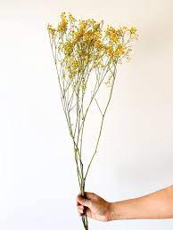 Gorgeous Dried Ochre Yellow Gypsophila Baby S Breath Etsy Gypsophila Dried Flowers Babys Breath