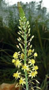 Image result for Bulbine asphodeloides