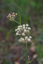 Image result for Asclepias graminifolia