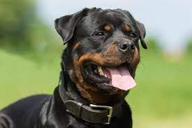 The german rottweiler is generally a slightly larger dog, even if only by centimeters, and will not have a docked tail… if they were born in america, they are an american rottweiler. How Big Do Rottweilers Get Plus Size Info For Rottweiler Mixes Embora Pets