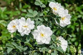 Wild White Rose Flower Essence Etsy White Rose Flower Types Of Roses Flower Essences