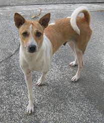 Aspin Dog 3 Dog Breeds Dogs Dog Cat