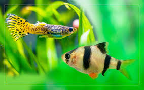 Much like bettas, male guppy fish have a substantially larger tail fin than females. Guppy Fish And Tiger Barbs Can You Keep Them In Same Aquarium