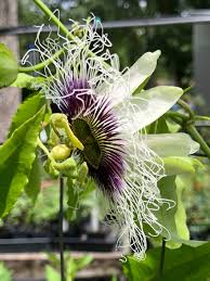 Image result for Passiflora edulis