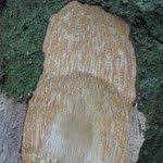 Image result for Strombosiopsis tetrandra