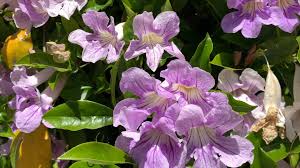 Image result for Bignonia callistegioides