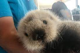 Dec 19 2017, 7:02 pm the vancouver aquarium said goodbye to a beloved resident this morning as walter the sea otter passed away in his sleep. Vancouver Aquarium Cares For Rescued Sea Otter Pup Zooborns