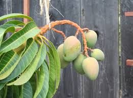 We did not find results for: Ripe Glenn Mango In Northern California Success Marin Homestead