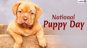 It's also a day to help save orphaned puppies across the globe and educate the public about the horrors of puppy mills, as well as further the mission for a nation of. National Puppy Day 2020 Date History Significance And Celebration Of Day Dedicated To Adorable Puppy Dogs Latestly