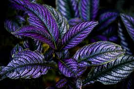 Plants that appear purple, blue or red contain a higher concentration of anthocyanin than chlorophyll. Purple Plant Art Free Stock Photo Public Domain Pictures