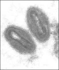 Monkeypox is a viral zoonotic disease that occurs primarily in tropical rainforest areas of central and west africa and is occasionally exported to other regions. Monkeypox Virus Wikipedia
