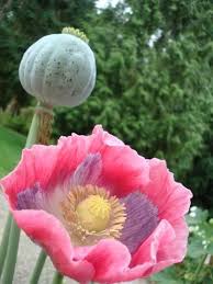 Pin Em Flowers Gardening