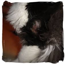 Red spots on the bedding of cat. How To Get Rid Of Hot Spots On Cats Pethelpful By Fellow Animal Lovers And Experts