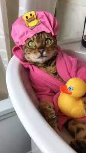 Chilling Time At The Bath Tub Video Cute Cats And Kittens Funny Cat Videos Cute Cats