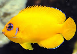 Bisa diletakkan dalam akuarium dan diberikan beberapa hiasan menarik di dalamnya. Jenis Ikan Hias Air Tawar Yg Langka Untuk Dipelihara Ikan Ikan Cantik