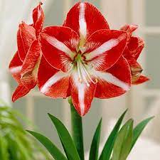 Stargazer Amaryllis Bulb Hippeastrum American Meadows