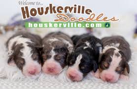 First you contact us to register your interest and place a *refundable $100 deposit. Bernedoodle Aussiedoodle And Goldendoodle Breeder In Minnesota Mini Bernedoodles Aussiedoodles And Goldendoodles For Sale