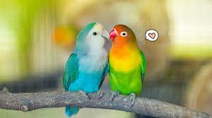 Ada banyak jenis burung yang mudah dipelihara dan mudah dijinakkan oleh manusia. 7 Cara Merawat Burung Lovebird Bisa Jadi Hewan Peliharaan Di Rumah Orami