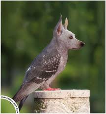 Nice Pets Blog Blog Archive Unusual Animals Photoshop Photoshopped Animals Animal Mashups Weird Animals