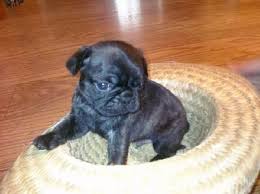 View our wide variety of dogs and puppies for sale in michigan including golden retriever, pomeranian, german shepherd, lab puppies & more at petland novi. Boston Terrier X Pug Puppies Pets Lovers